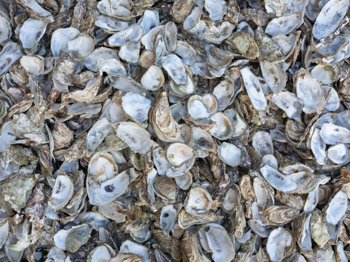 Déchets de coquilles d'huitres